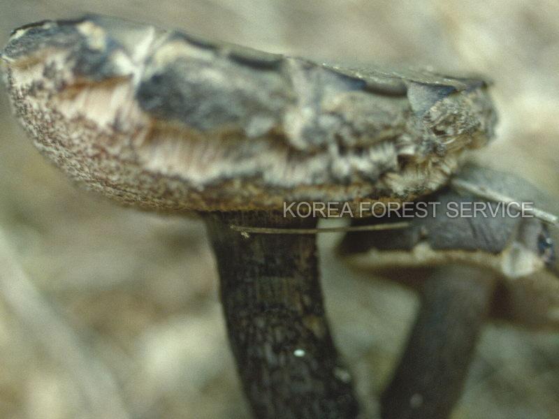 융단쓴맛그물버섯 이미지