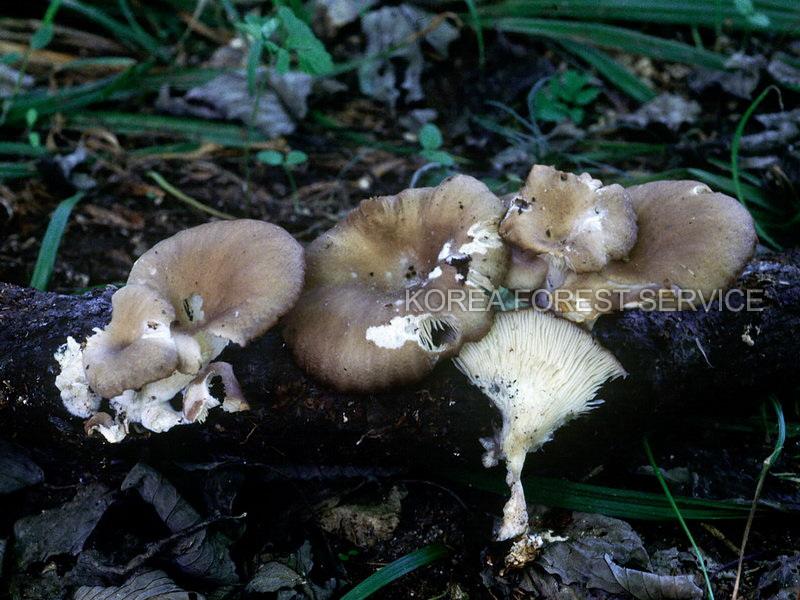 잎사귀버섯 이미지