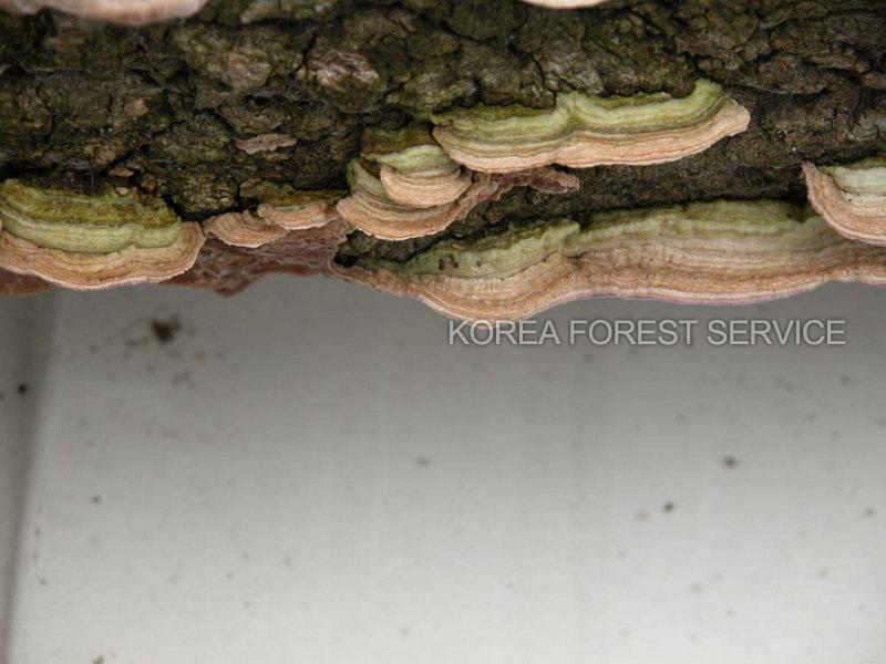 자색꽃구름버섯 이미지