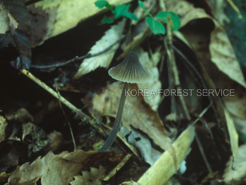 자주색줄낙엽버섯 이미지