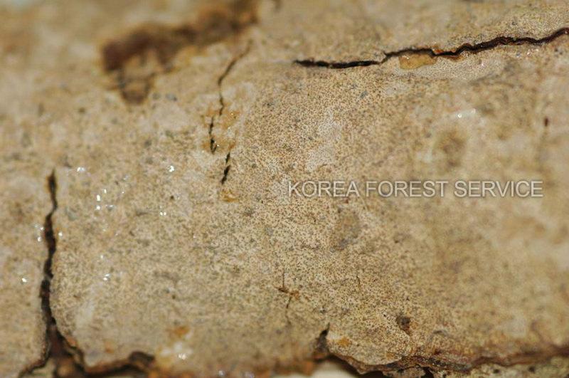 작은돌기꽃구름버섯 이미지