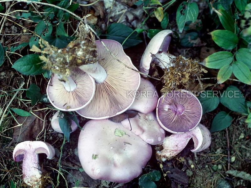 잔디자주방망이버섯 이미지