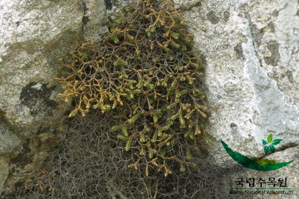 구실사리 이미지