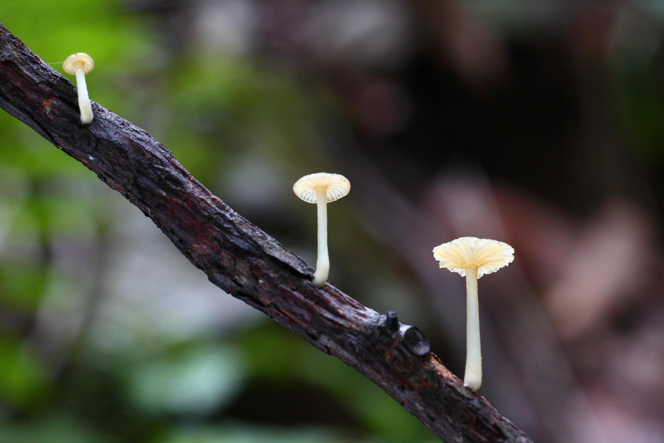 제주솔밭버섯 이미지