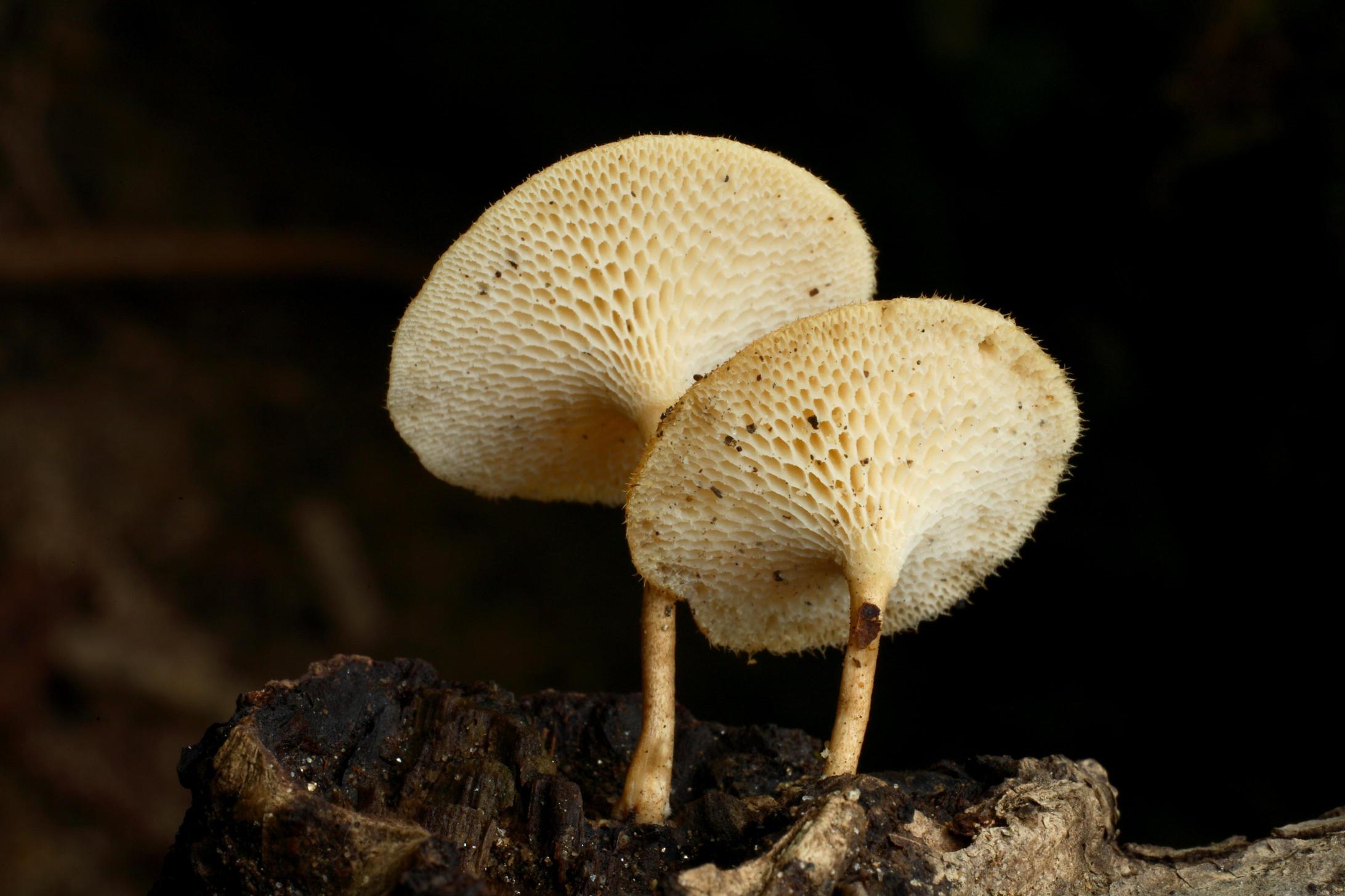 좀벌집구멍장이버섯 이미지