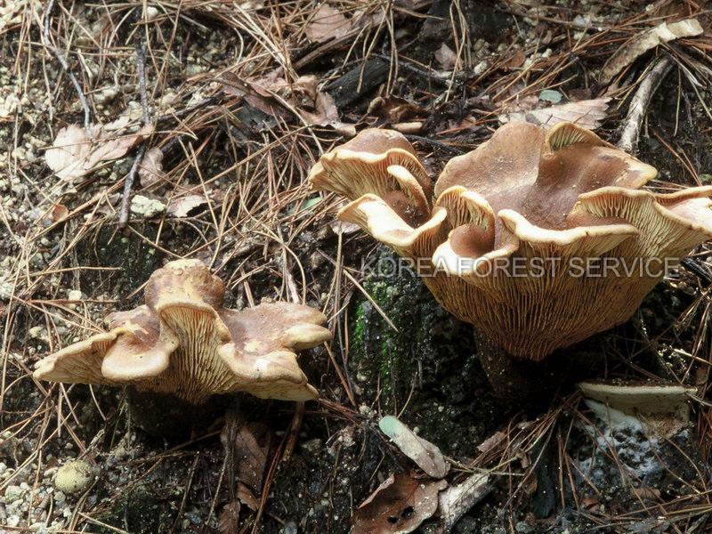 좀은행잎버섯 이미지