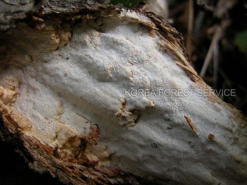 좀털주름구멍버섯 이미지