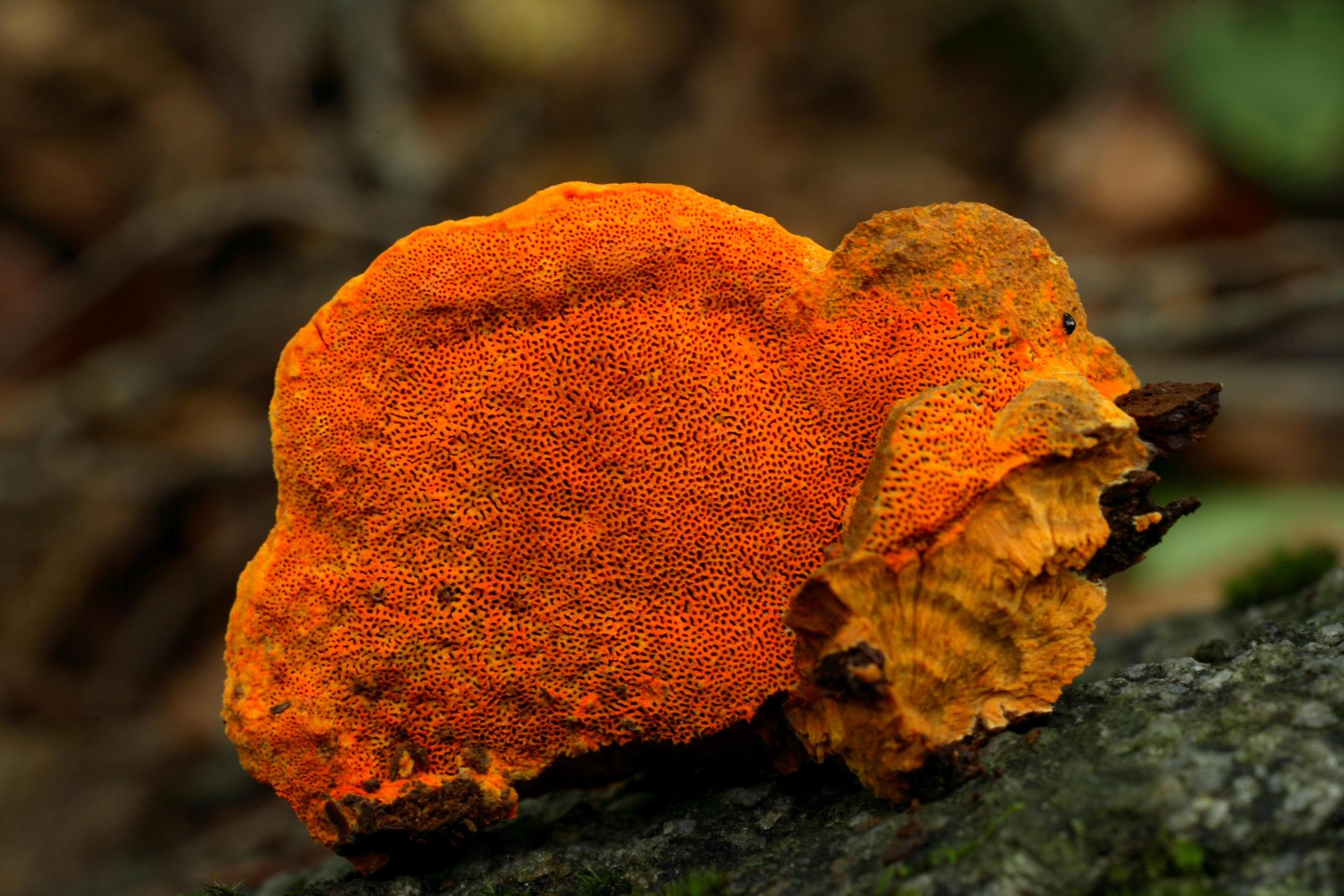 주걱간버섯 이미지