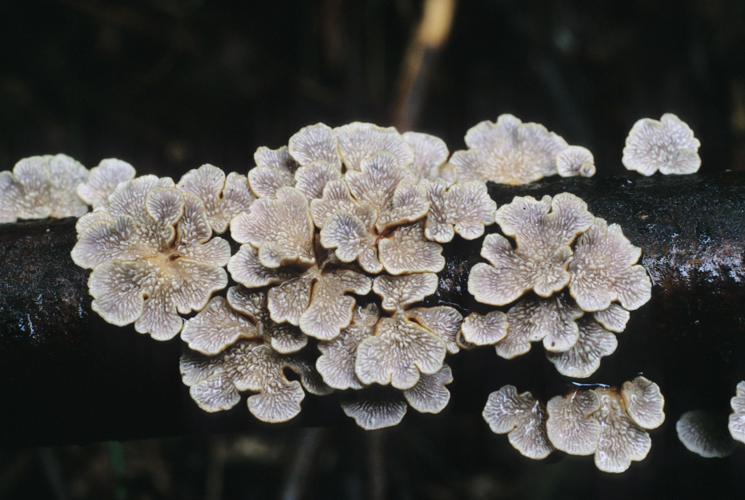 주름고약버섯 이미지