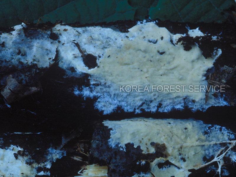 참빗담자버섯 이미지