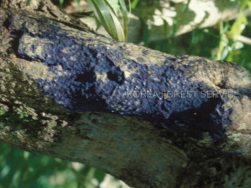 청자색모피버섯 이미지