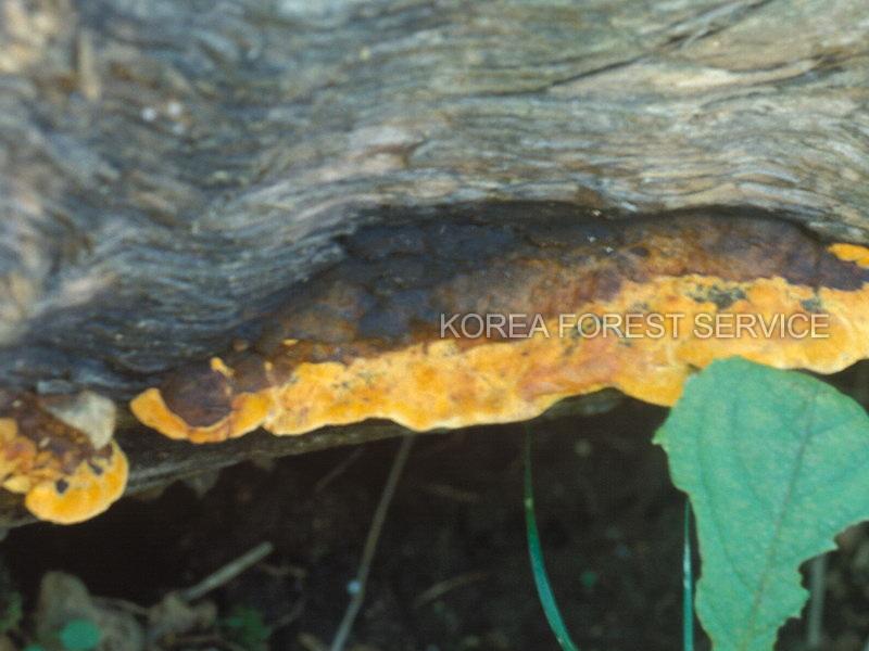 층층버섯 이미지