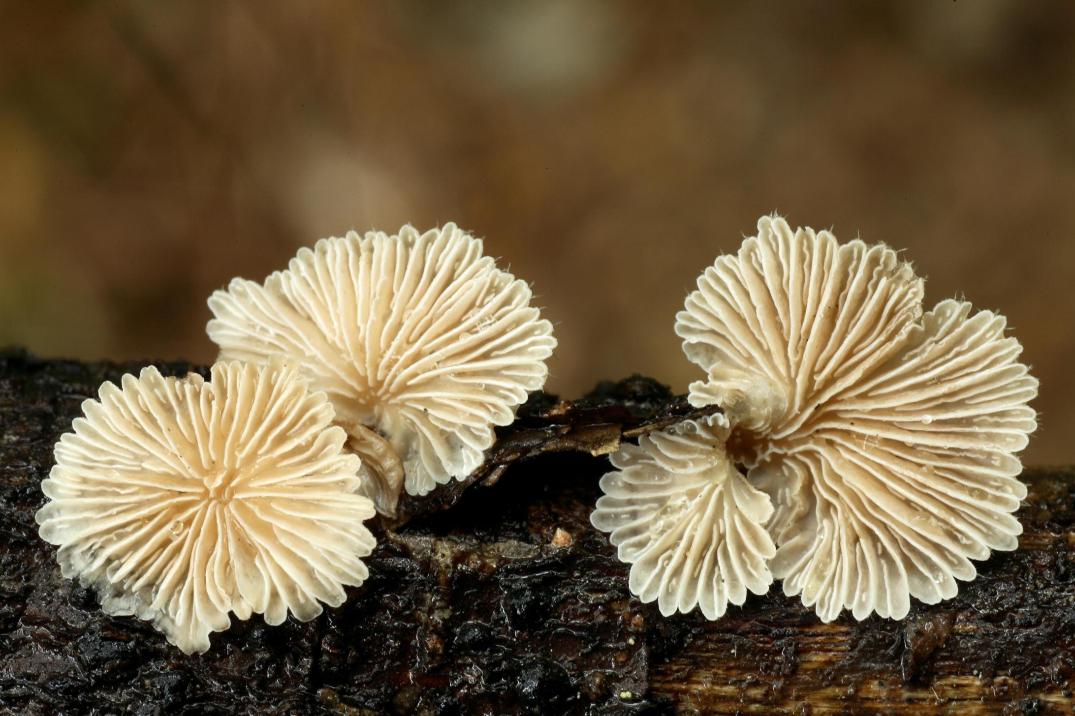 치마버섯 이미지