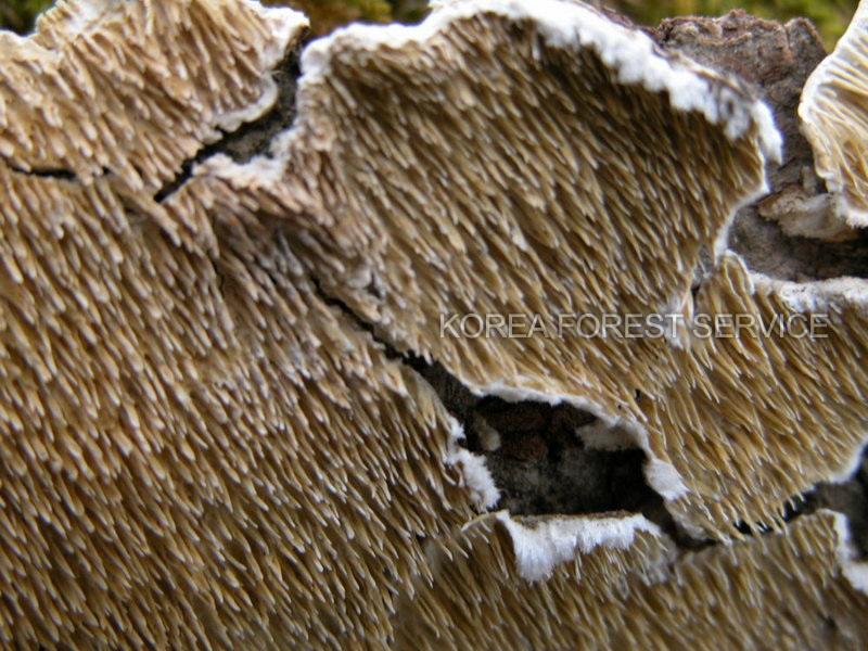 침기계충버섯 이미지