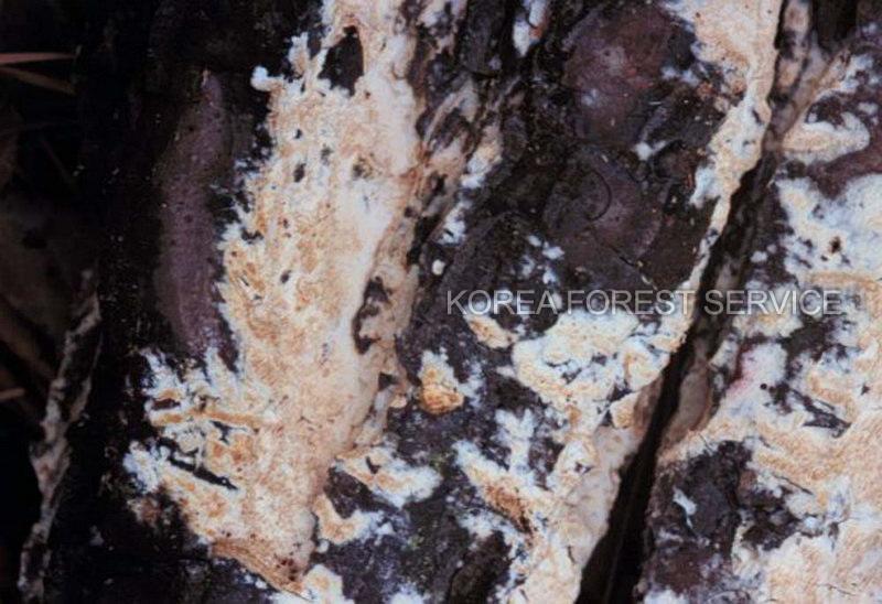 크림좀구멍버섯 이미지