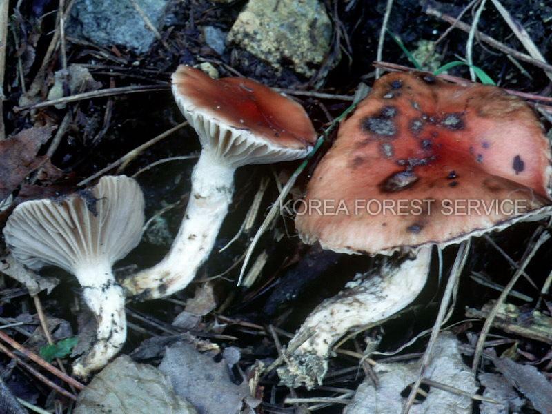큰마개버섯 이미지
