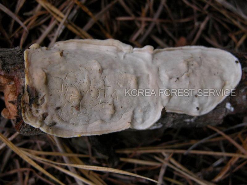큰후추고약버섯 이미지