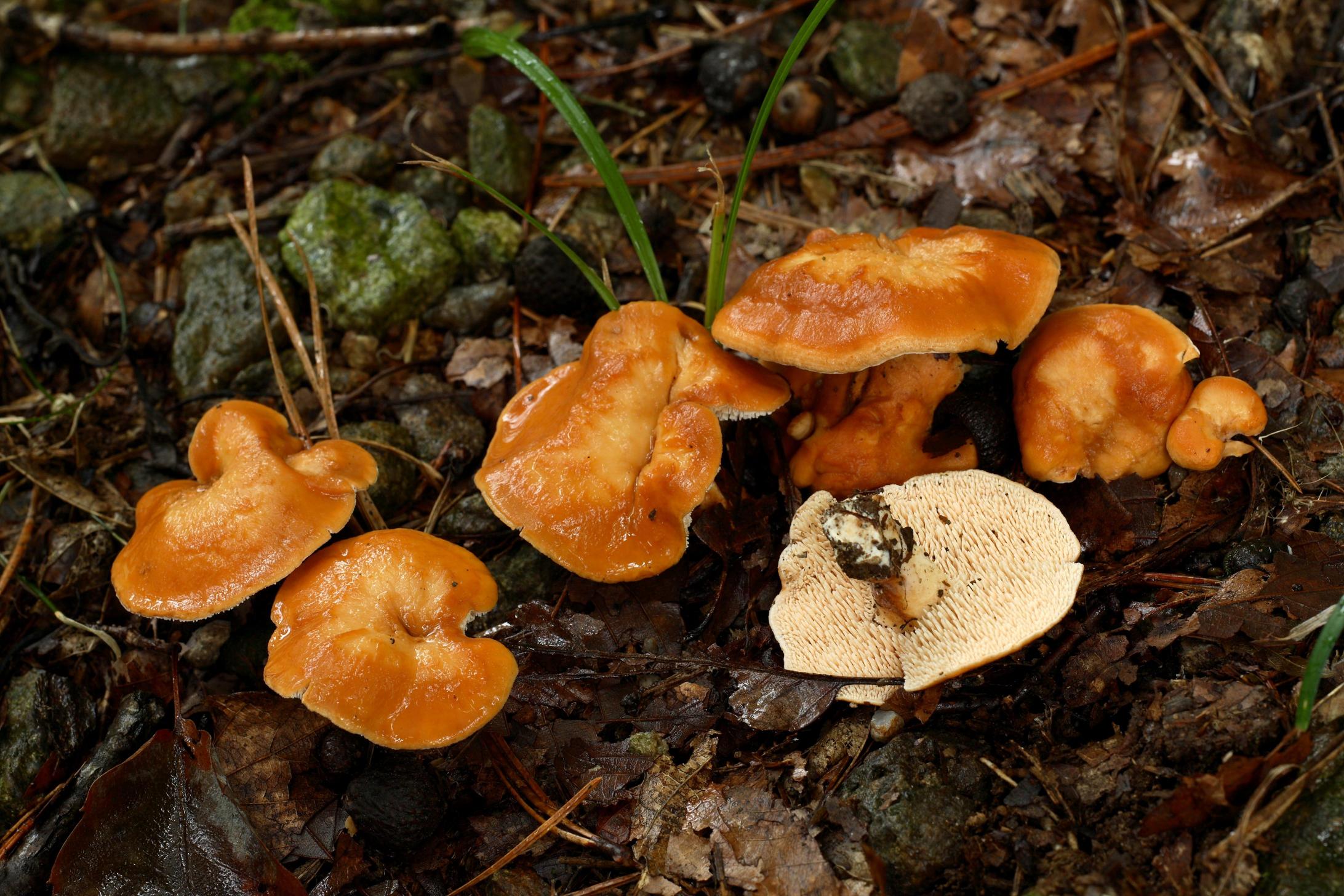 턱수염버섯 이미지