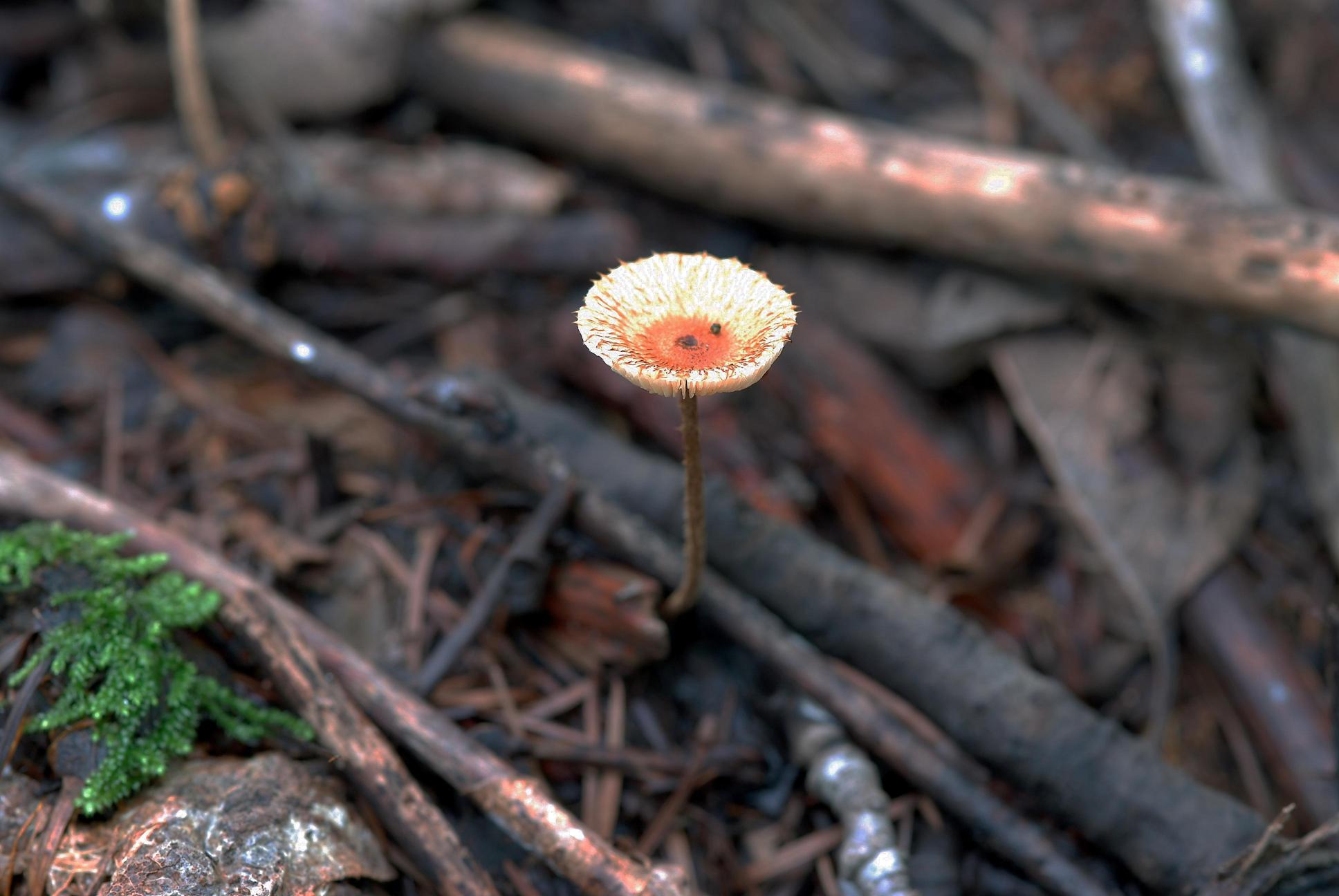 털가죽버섯 이미지