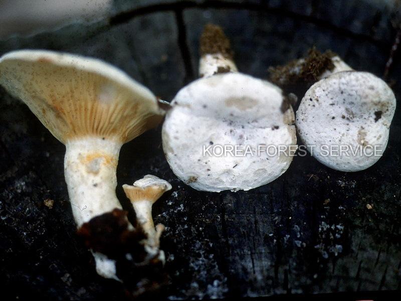 통발내림살버섯 이미지