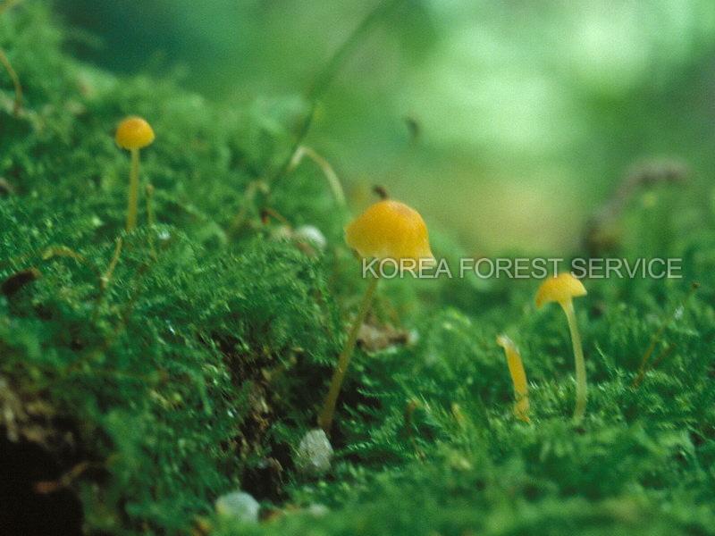 패랭이버섯 이미지