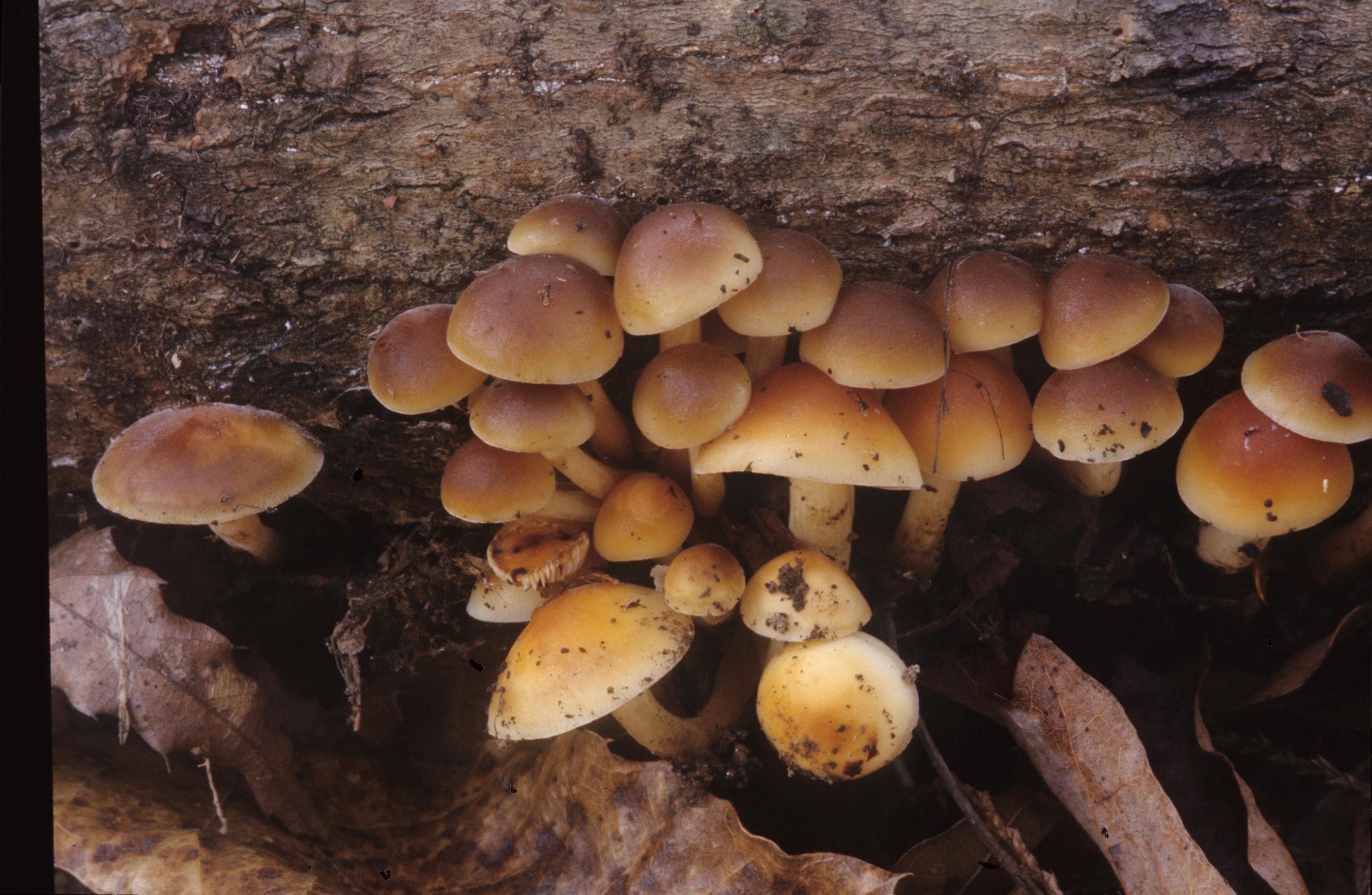 팽나무버섯 이미지