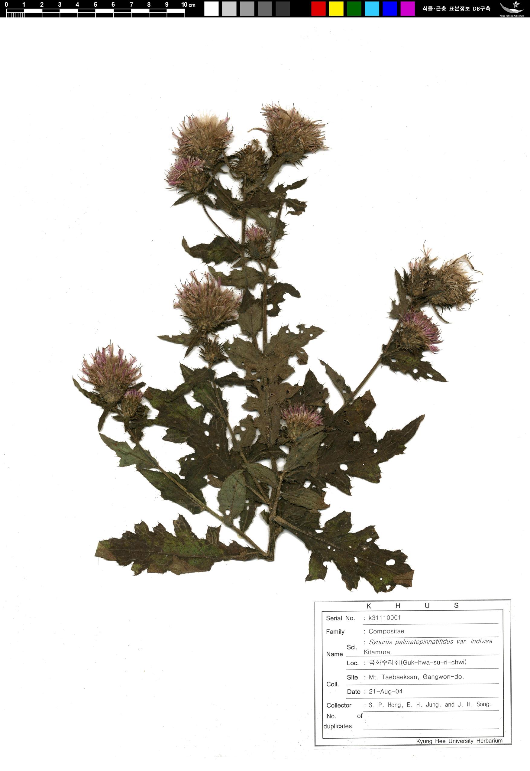 국화수리취 이미지