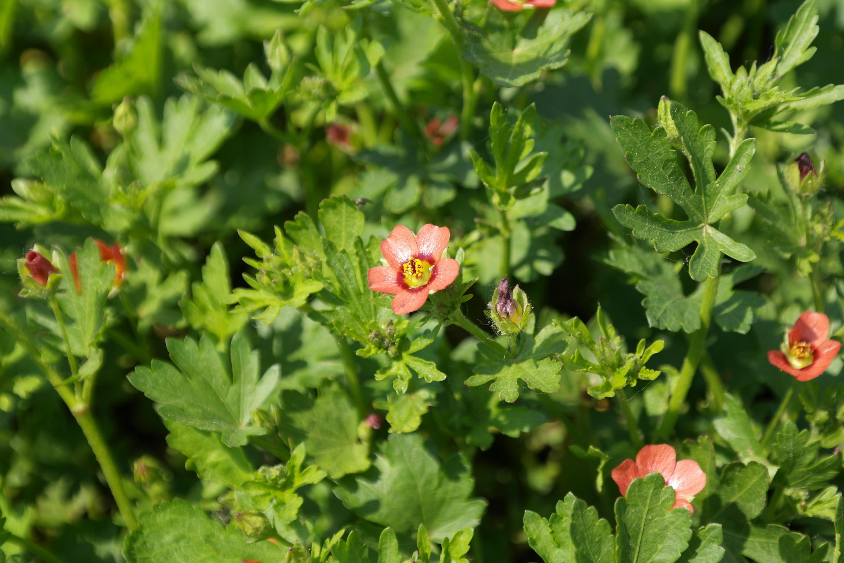 국화잎아욱 이미지