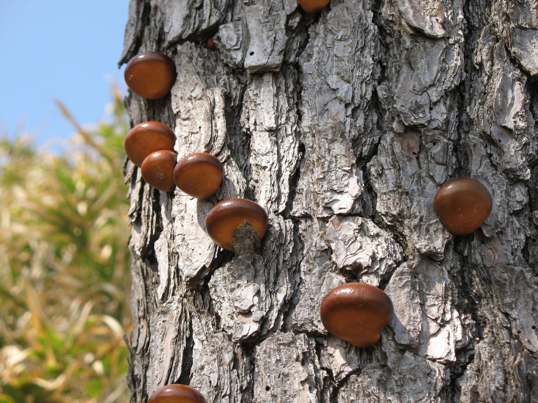 한입버섯 이미지