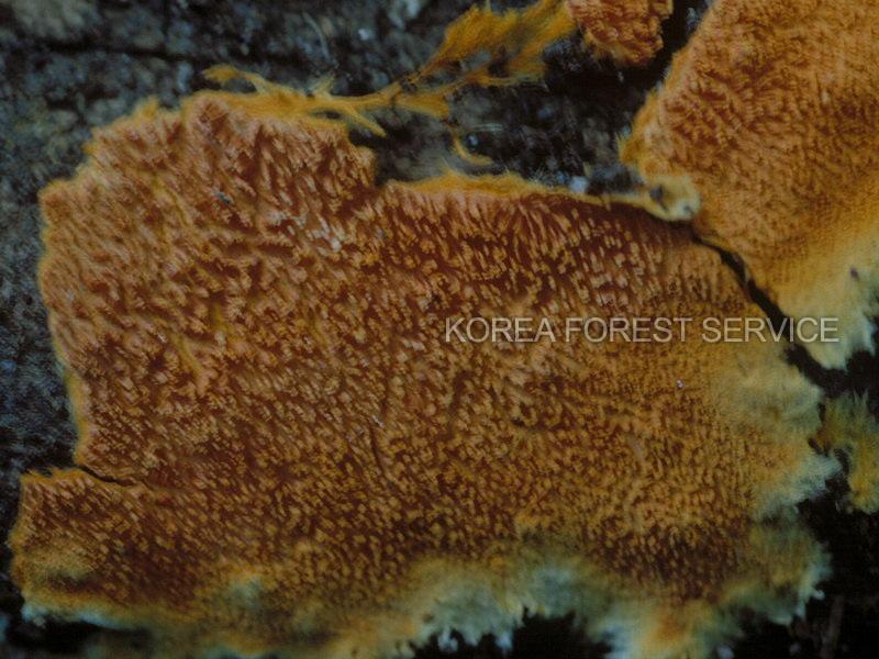 항금맥수염버섯 이미지