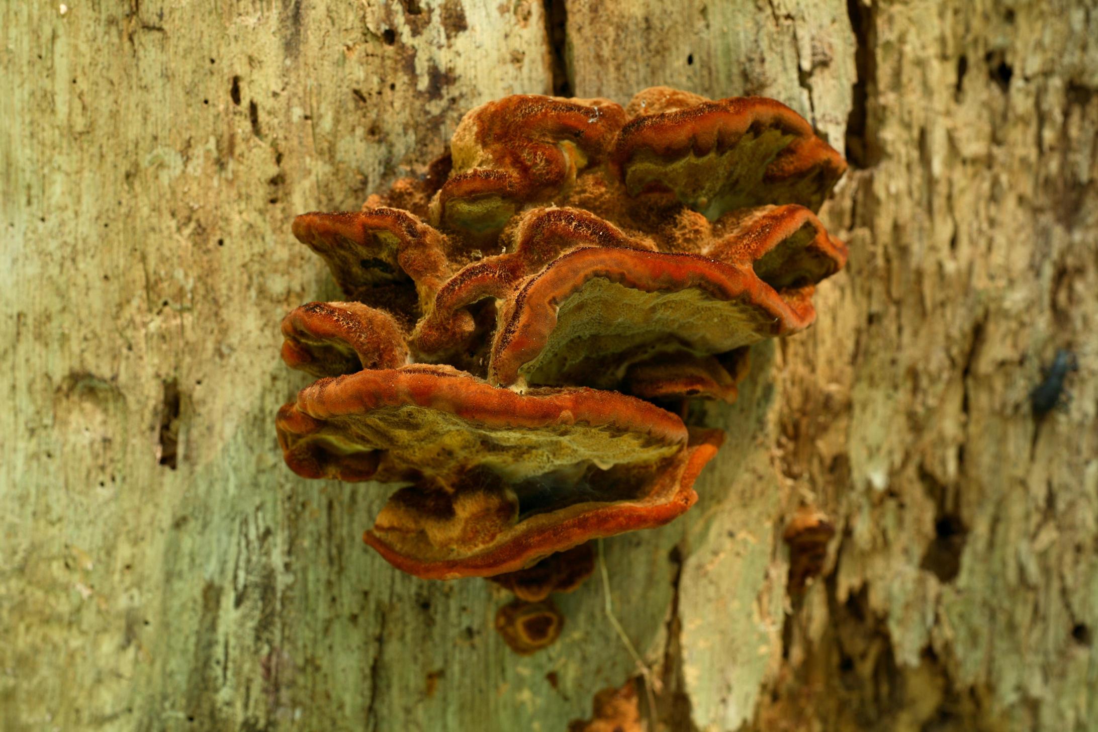 해면버섯 이미지