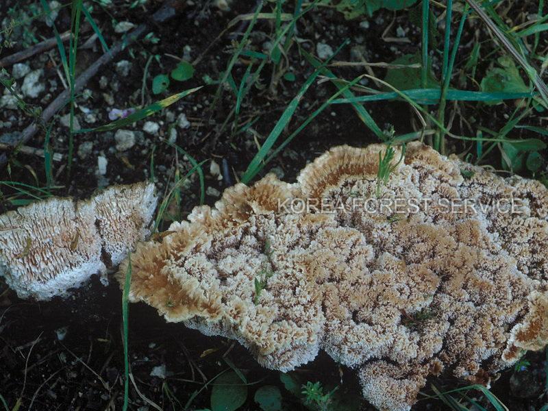 향기갈색깔때기버섯 이미지