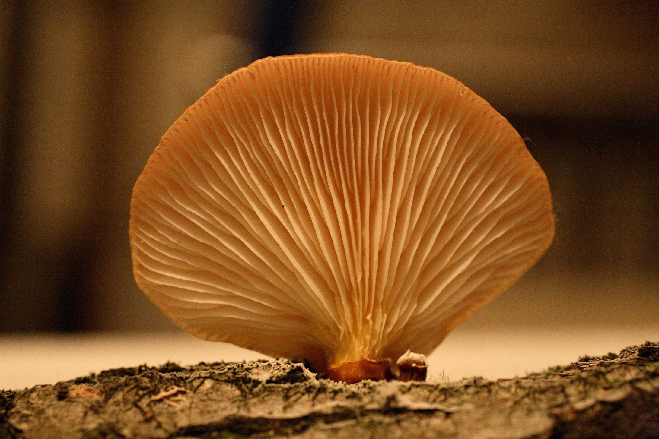 화경솔밭버섯 이미지