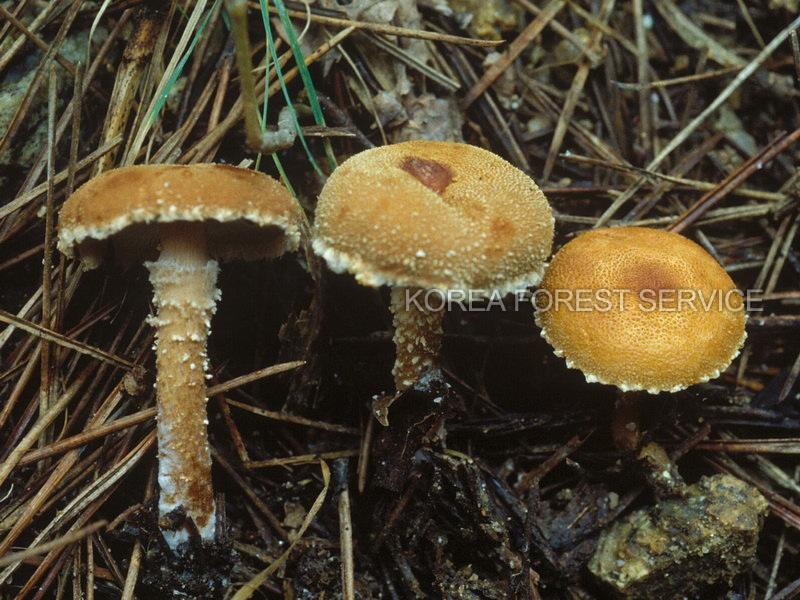 황갈색낭피버섯 이미지