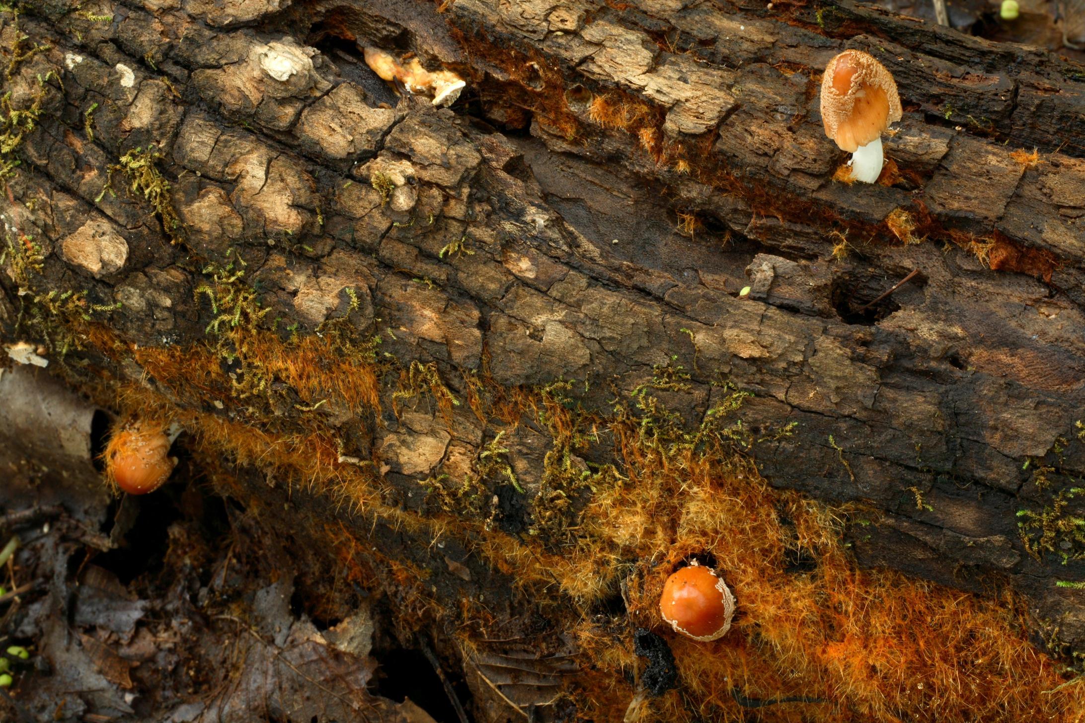 황갈색먹물버섯 이미지