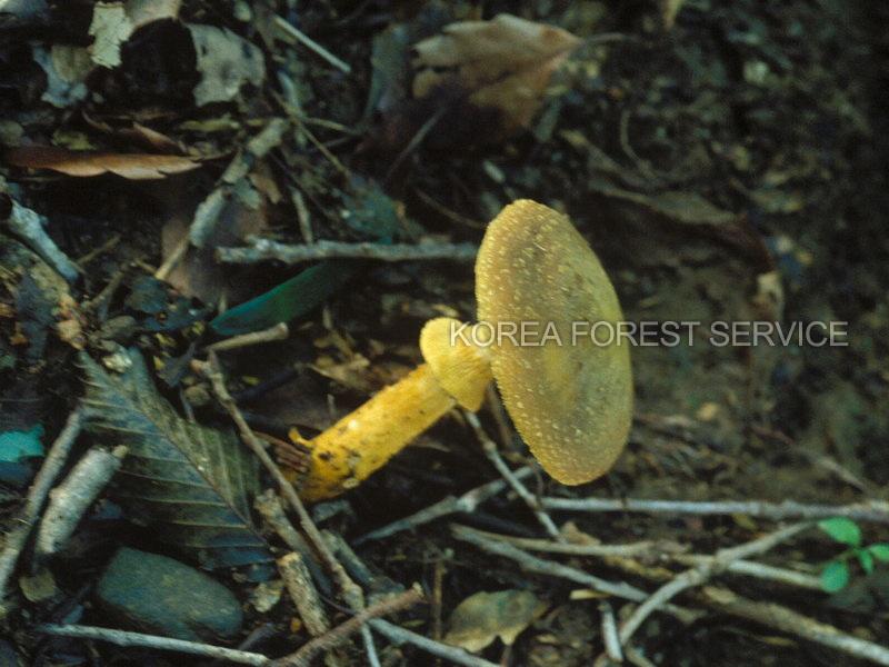 황갈색전나무끈적버섯 이미지