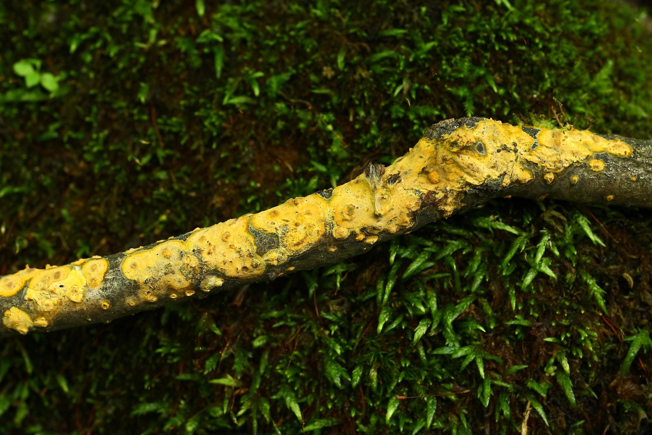 황금고약버섯 이미지