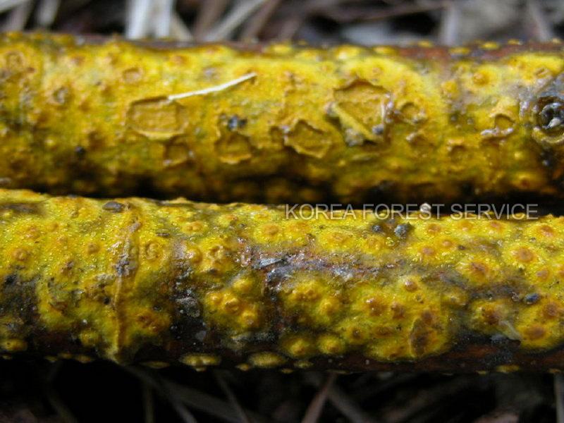 황금아교고약버섯 이미지