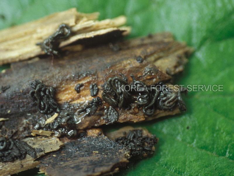 황금주모먼지 이미지