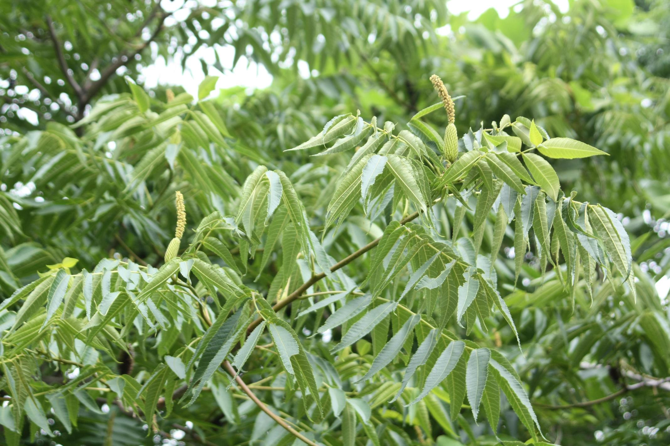 굴피나무 이미지