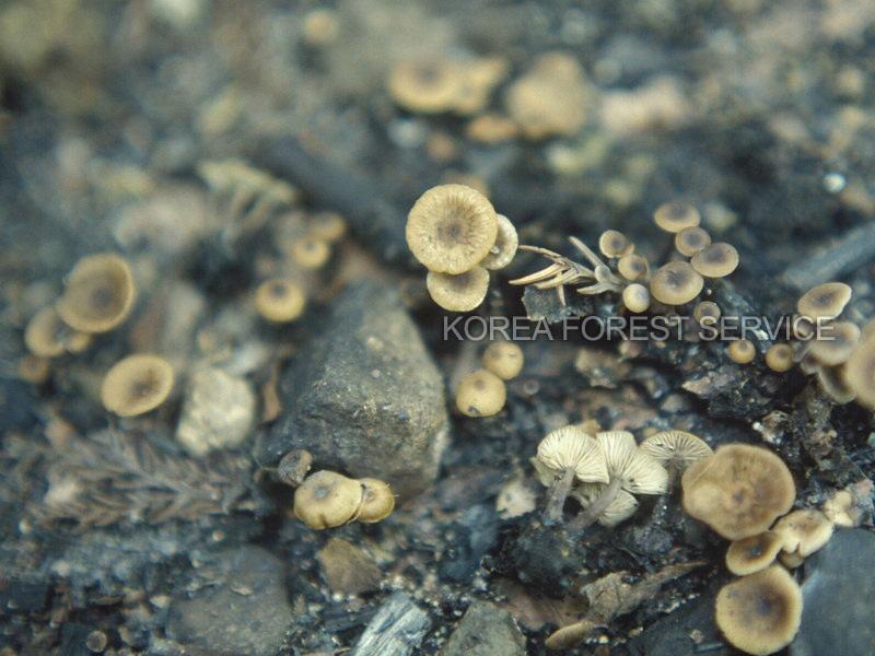 회점액솔밭버섯 이미지