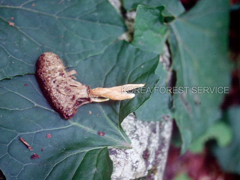 흙빛다발동충하초 이미지