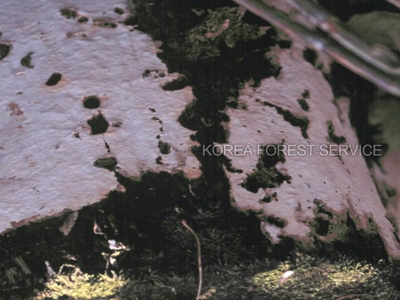 흰기질고약버섯 이미지