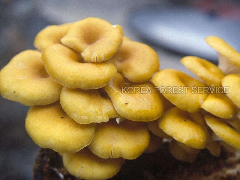 흰느타리 이미지