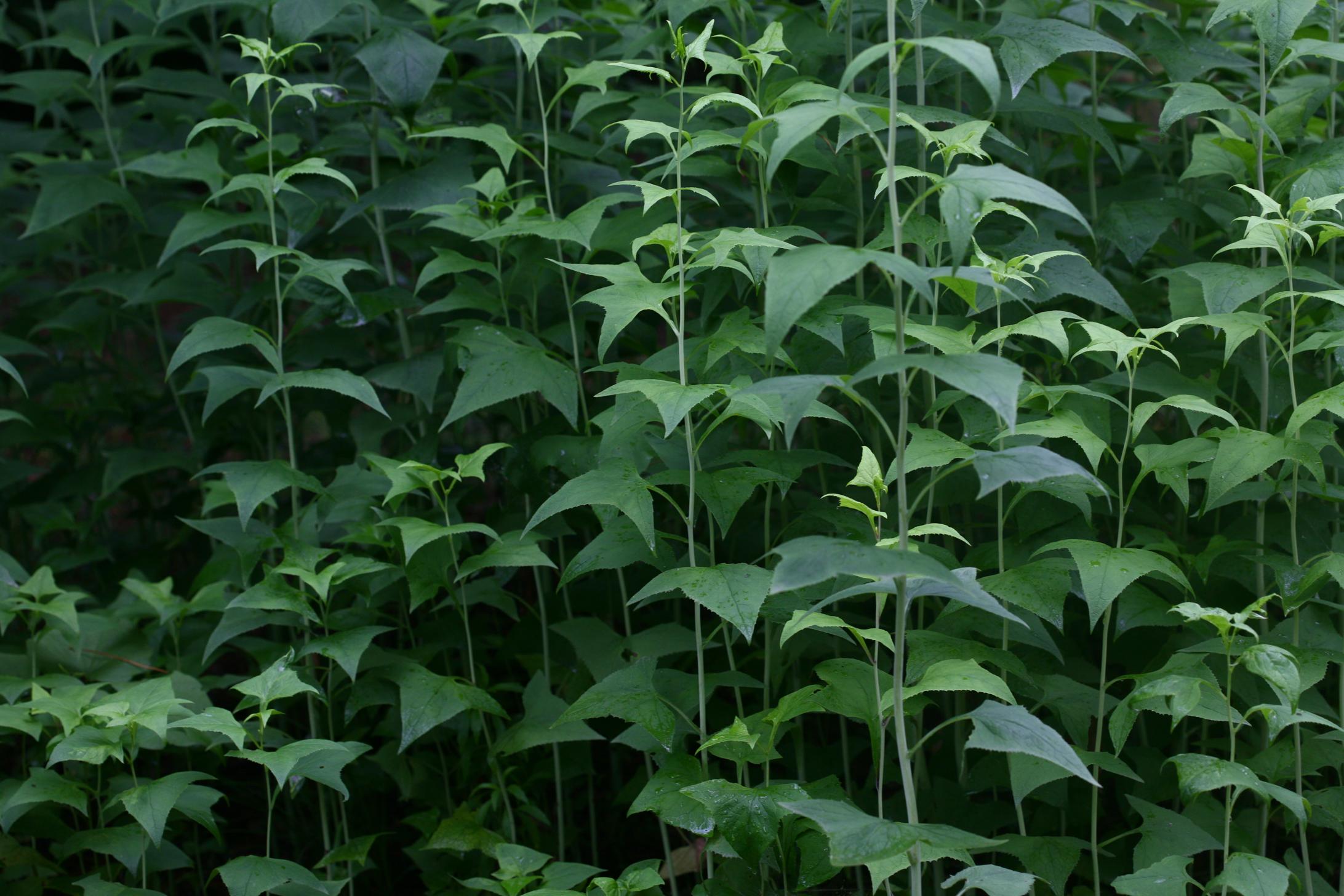 귀박쥐나물 이미지