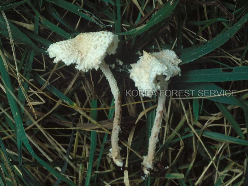 흰여우삿갓버섯아재비 이미지
