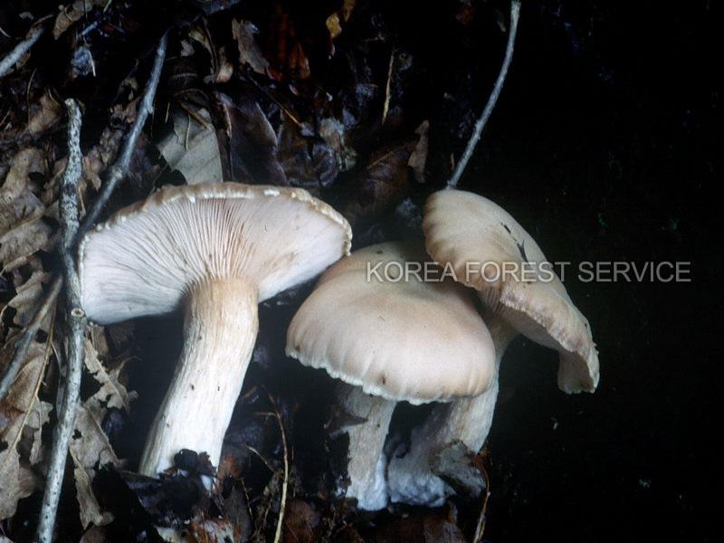 흰우단버섯 이미지