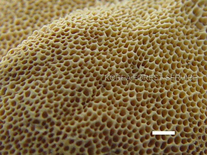 흰융털송편버섯 이미지