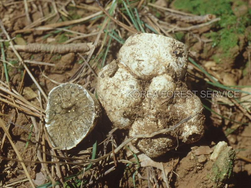 흰찐빵버섯 이미지