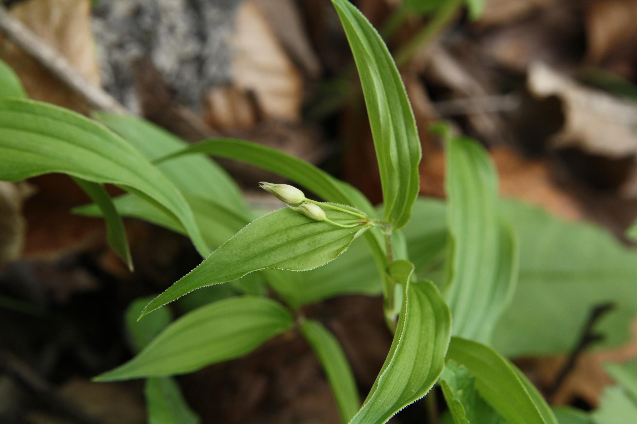 금강애기나리 이미지